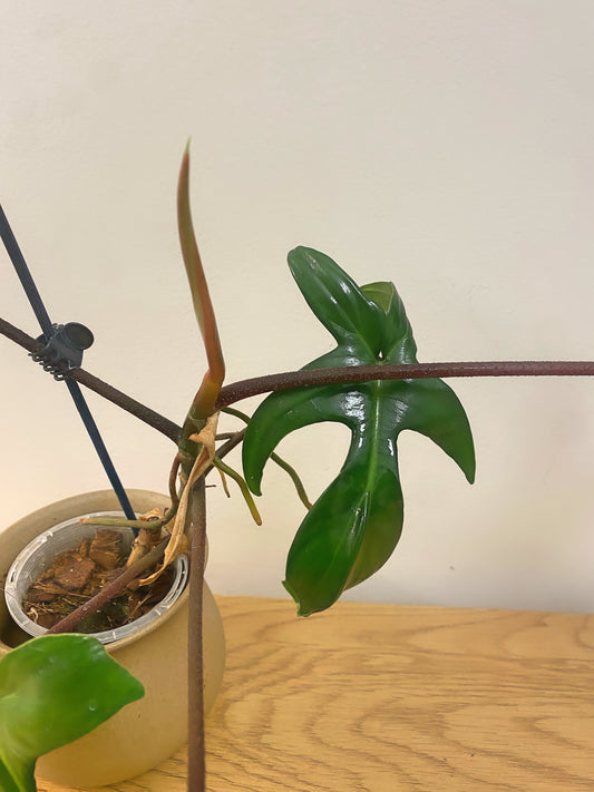 Philodendron Florida
