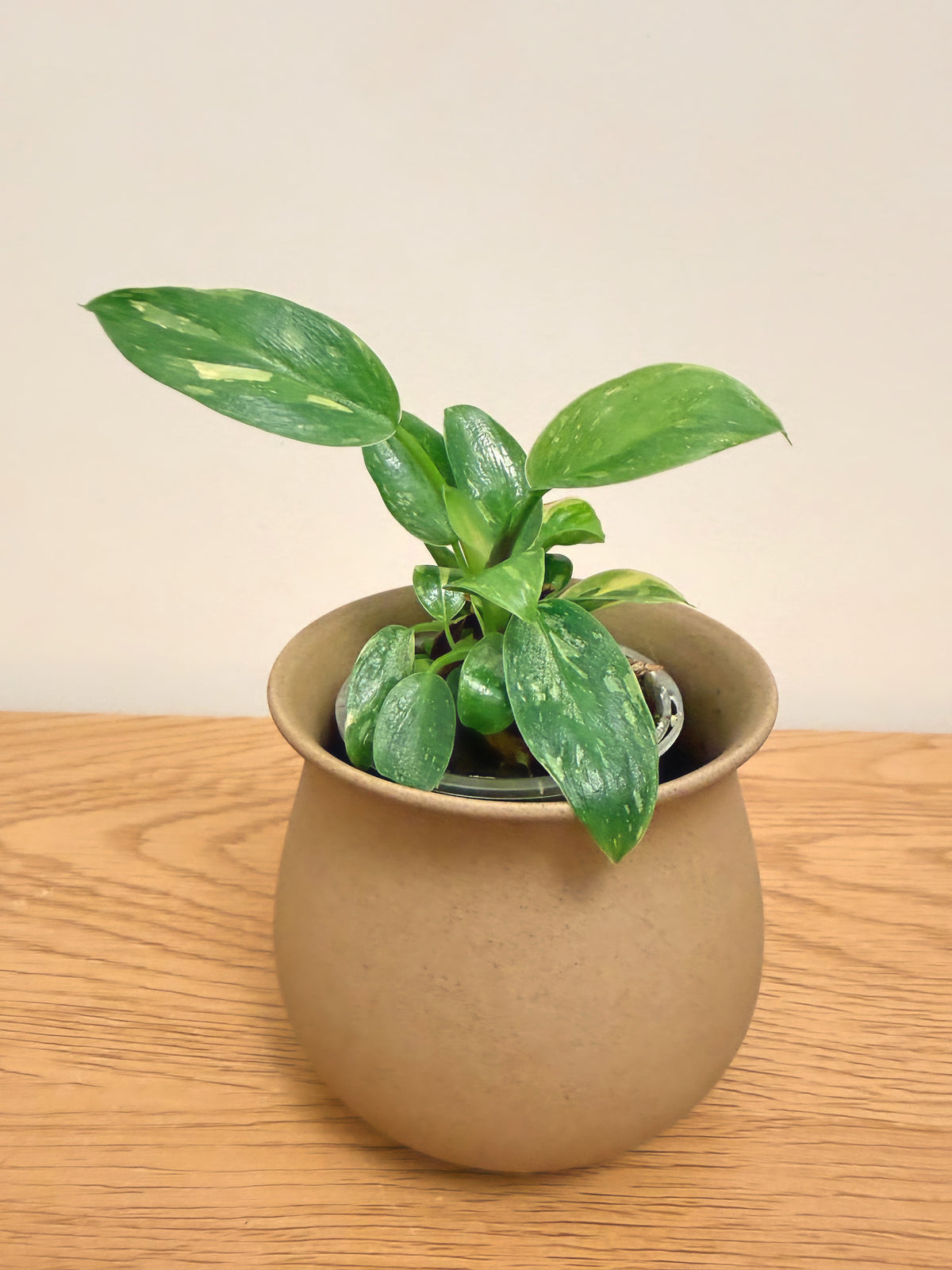 Philodendron Nuclear Congo Variegated