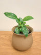 Philodendron Nuclear Congo Variegated