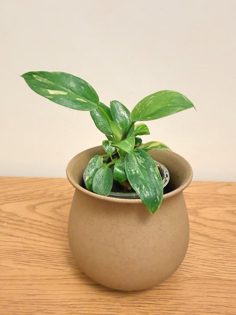 Philodendron Nuclear Congo Variegated