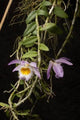 Dendrobium Loddigesii