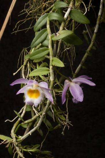 Dendrobium Loddigesii