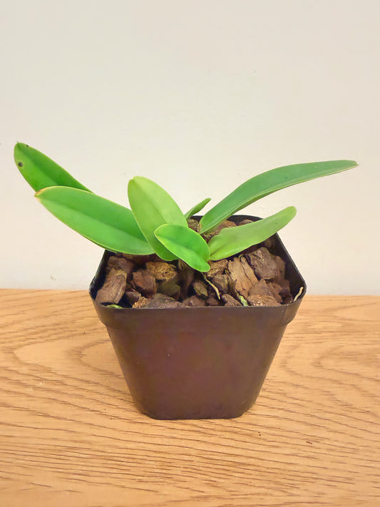 Cattleya Dowiana Aurea ‘#5’ x Bc. Clear Star ‘C.H Best’ SM/TOGA