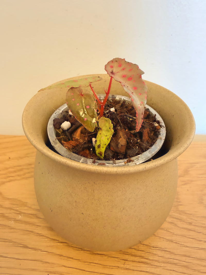 Begonia Sanma Pink Point (Amphioxus x Malachosticta)