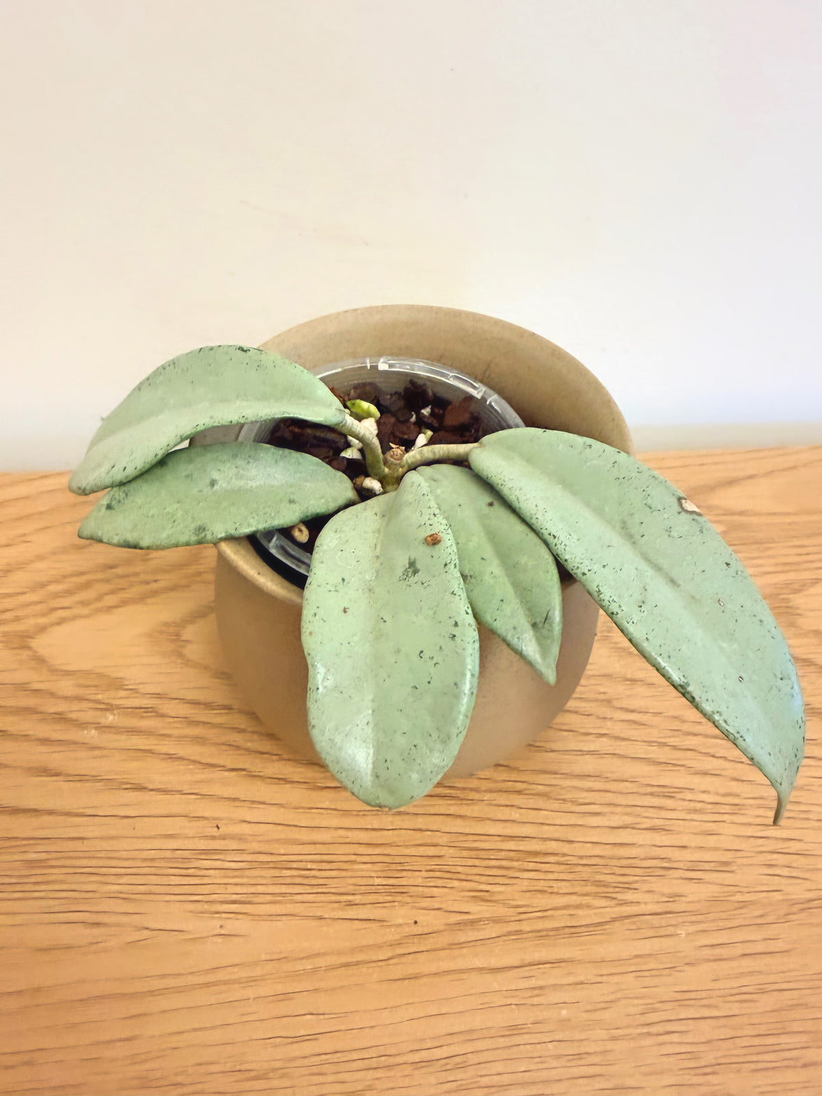 Hoya Carnosa Full Silver (B)