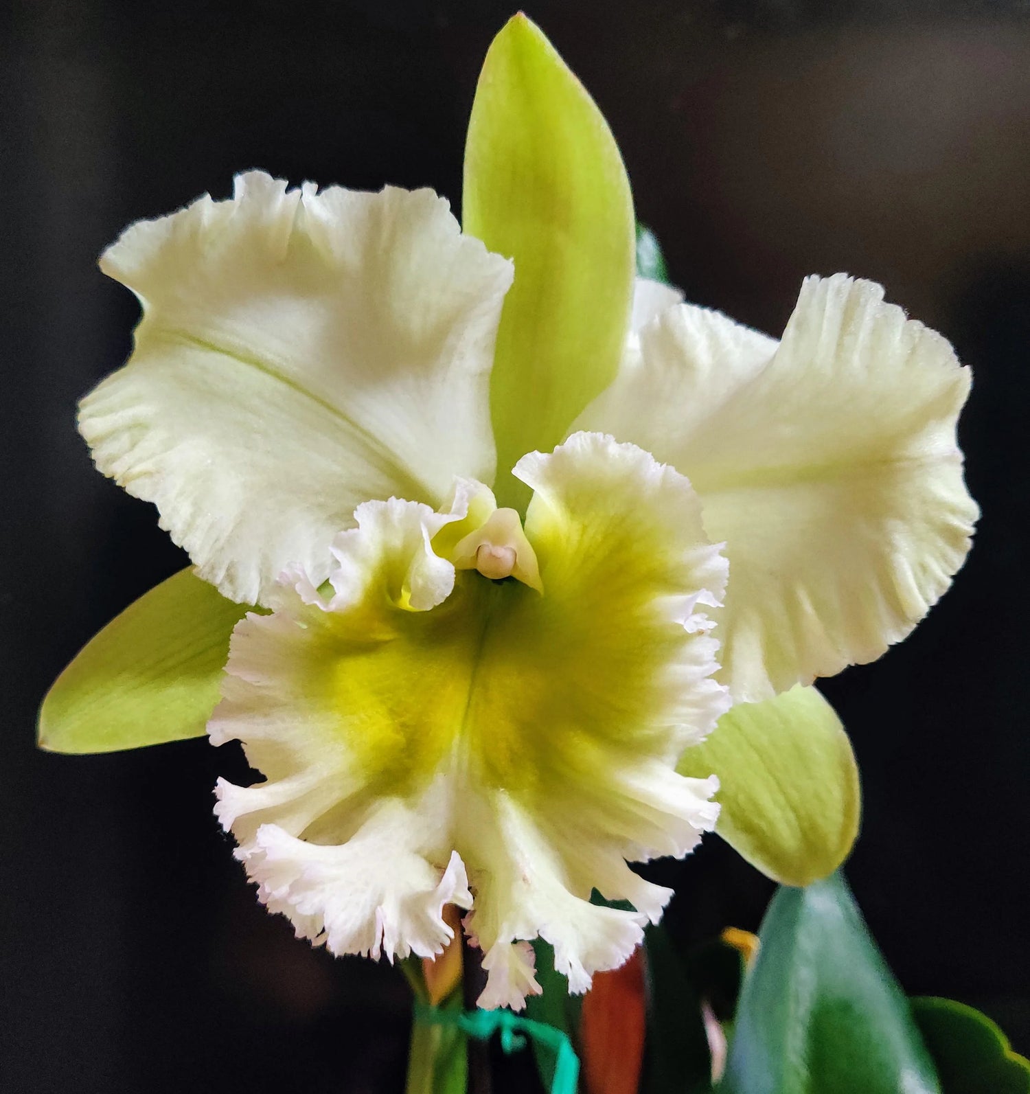 Rlc Chunfong Apple ‘Chief Jade’ SM/TOGA