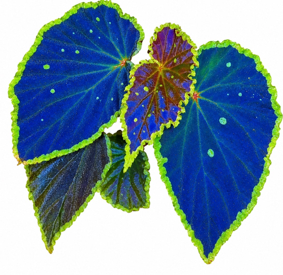 Begonia Darthvaderiana Green Spots