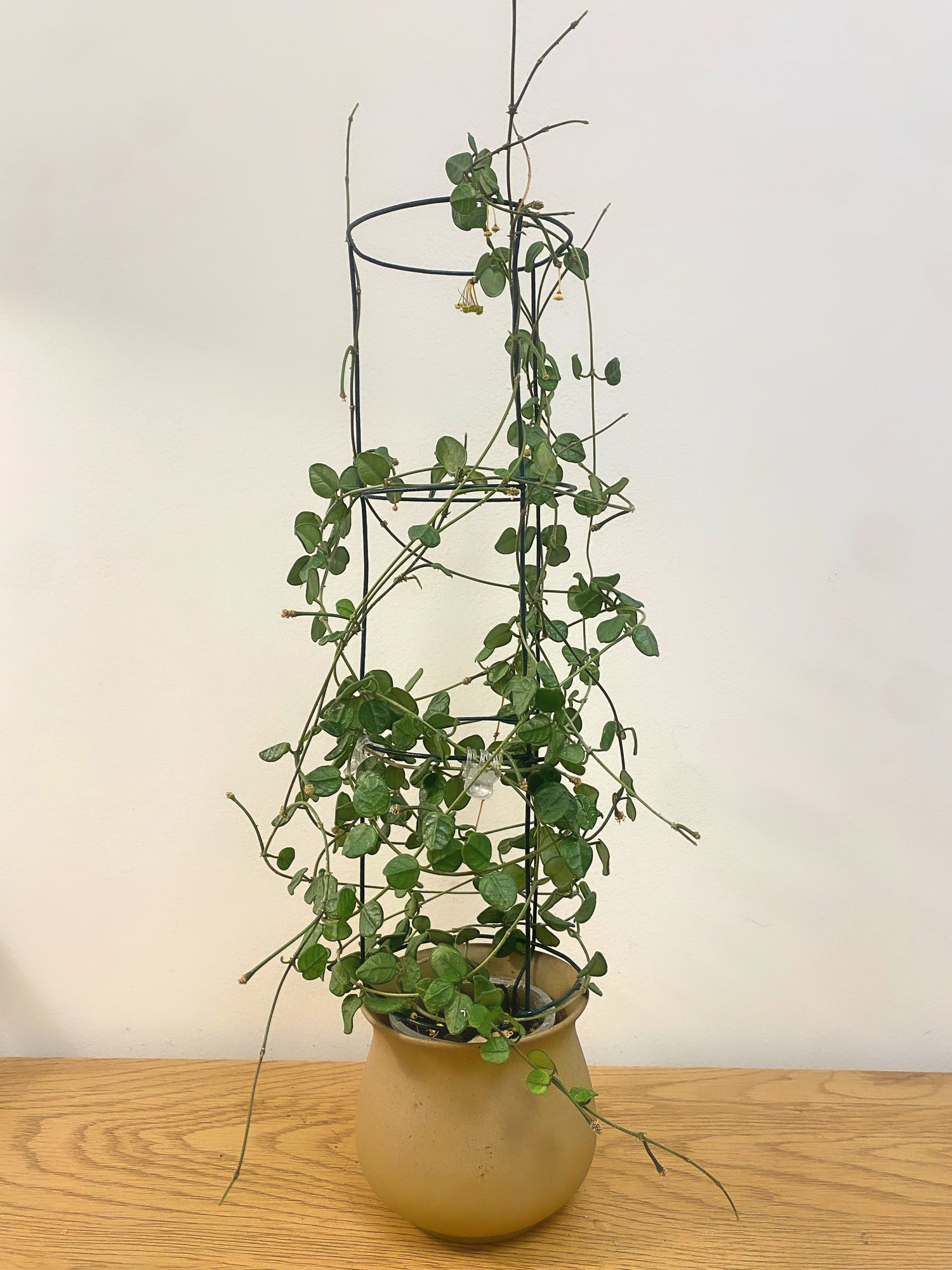 Hoya Tengchongensis