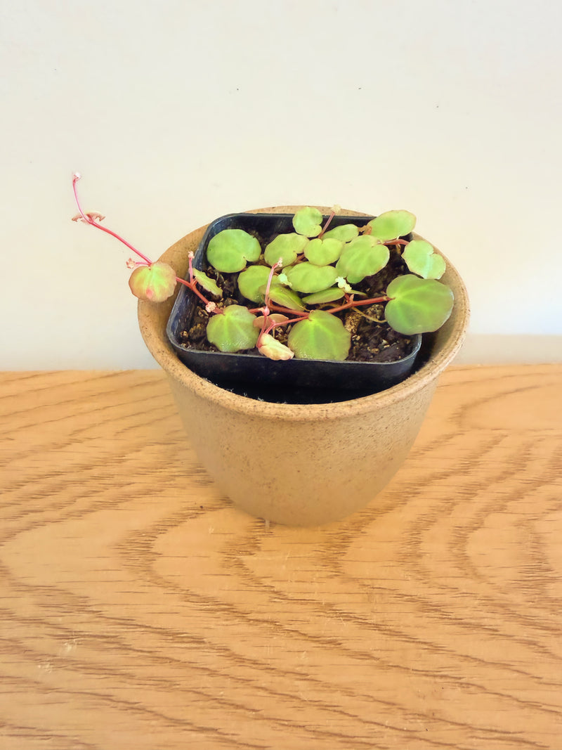 Begonia Lichenora