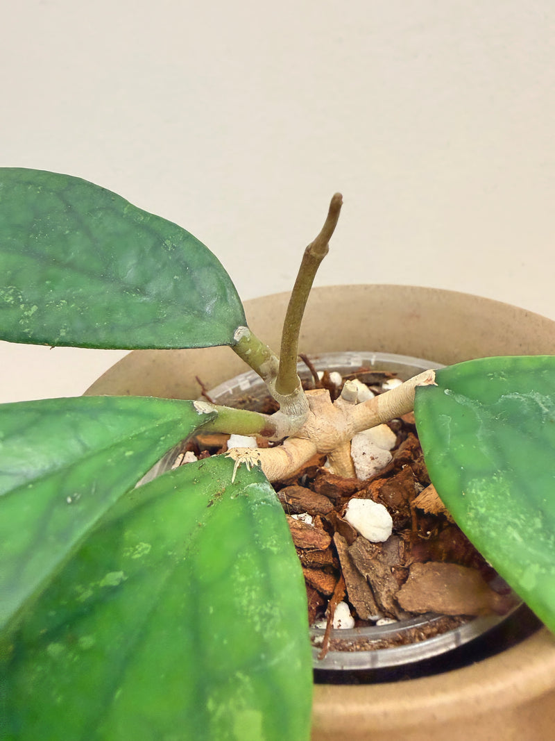 Hoya Finlaysonii (A)