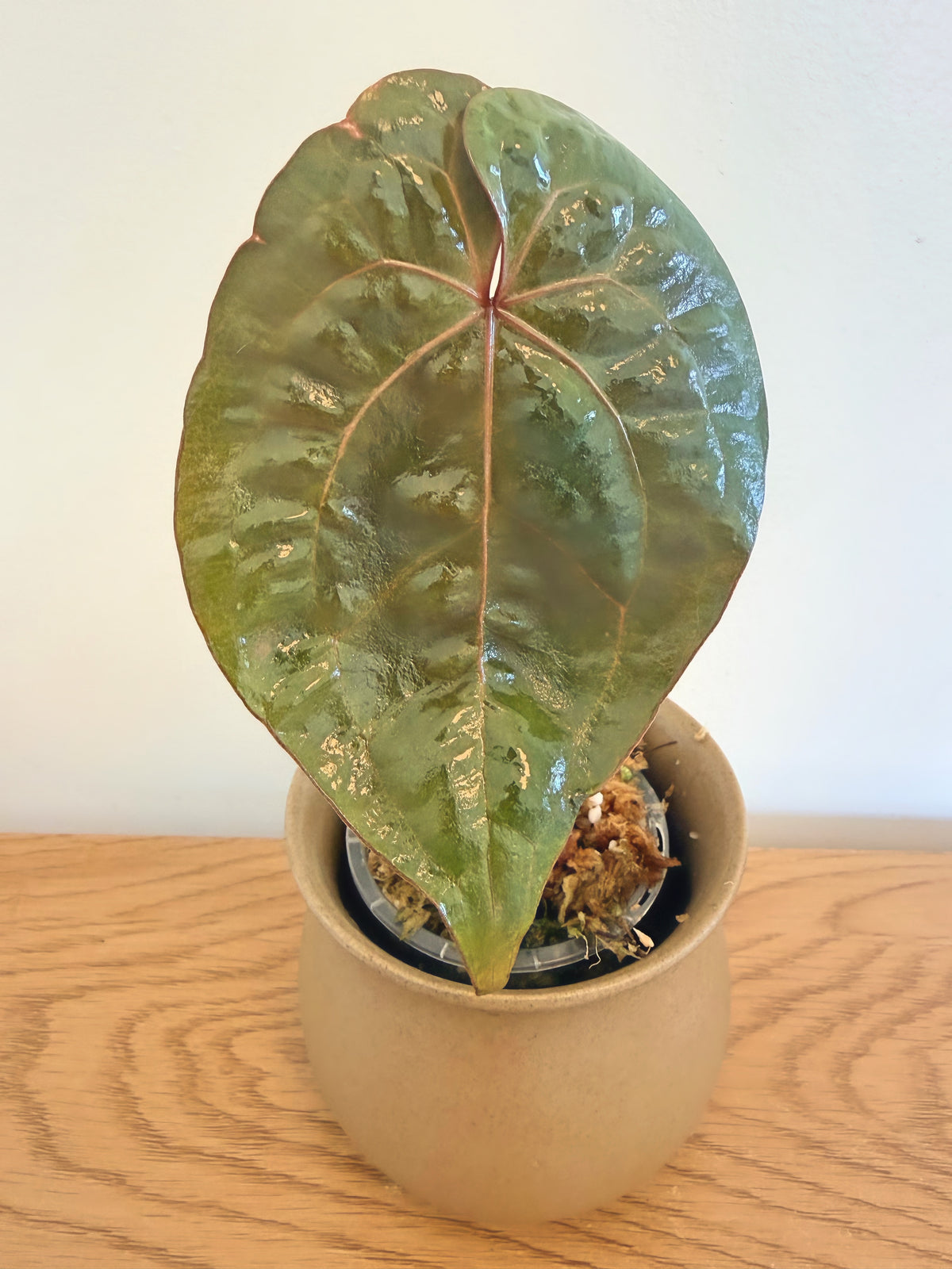 Anthurium AOS X