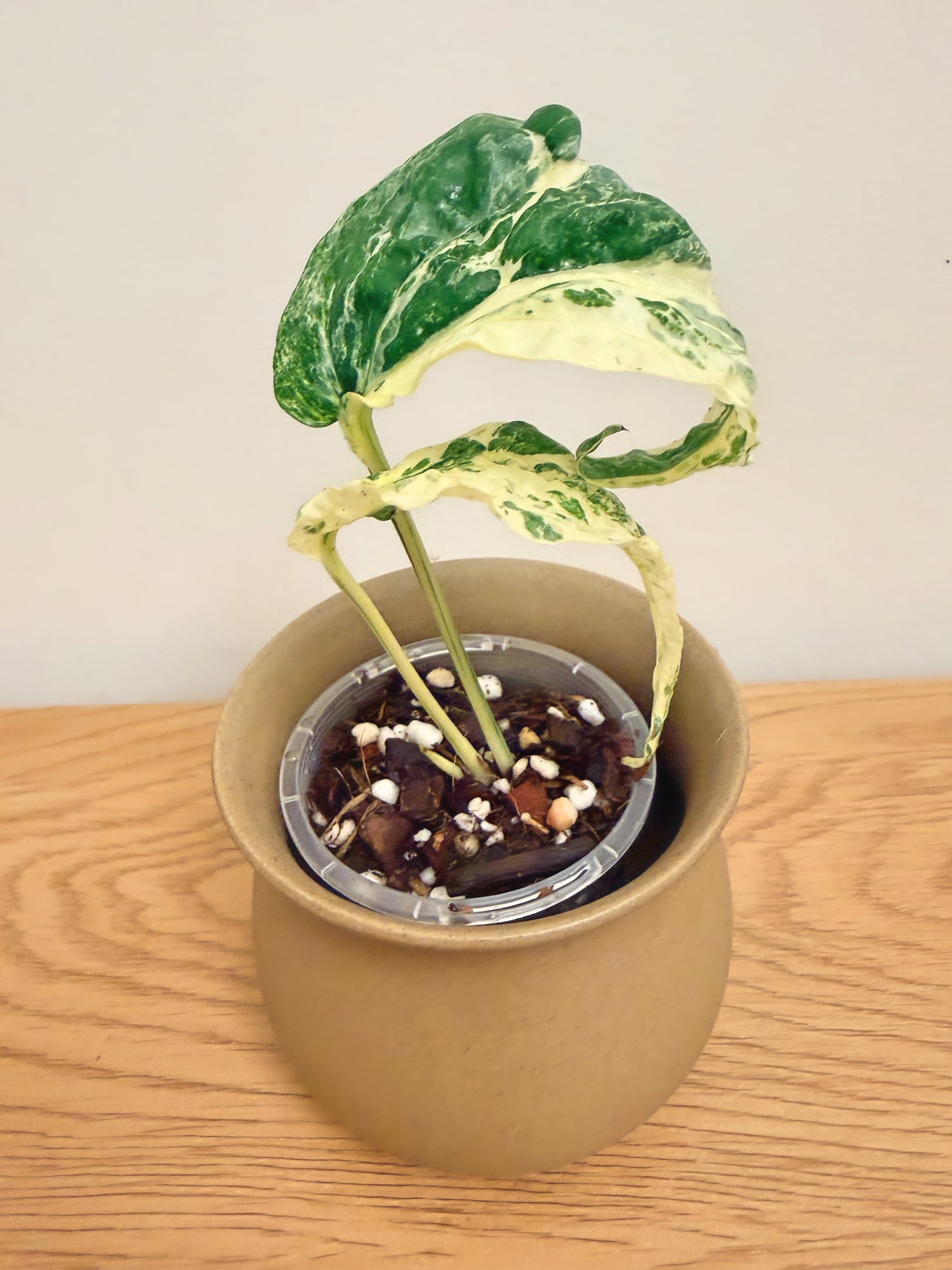 Amydrium Zippelianum Variegated