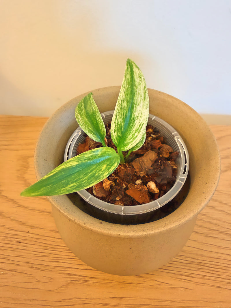 Epipremnum Amplissimum Silver Albo