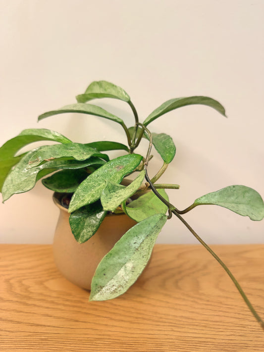 Hoya Grey Ghost (B)
