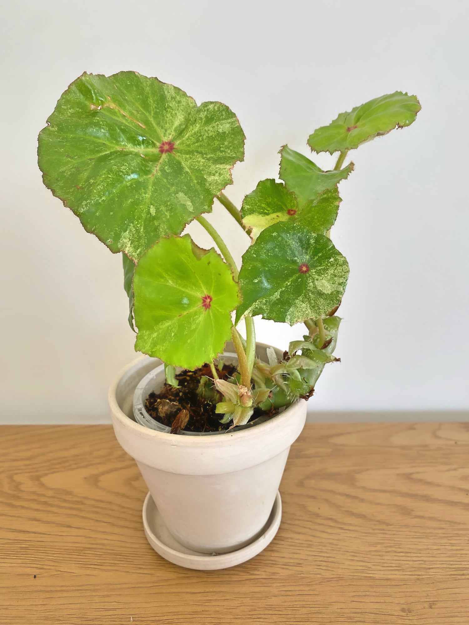 Begonia Rouge Variegated (B)