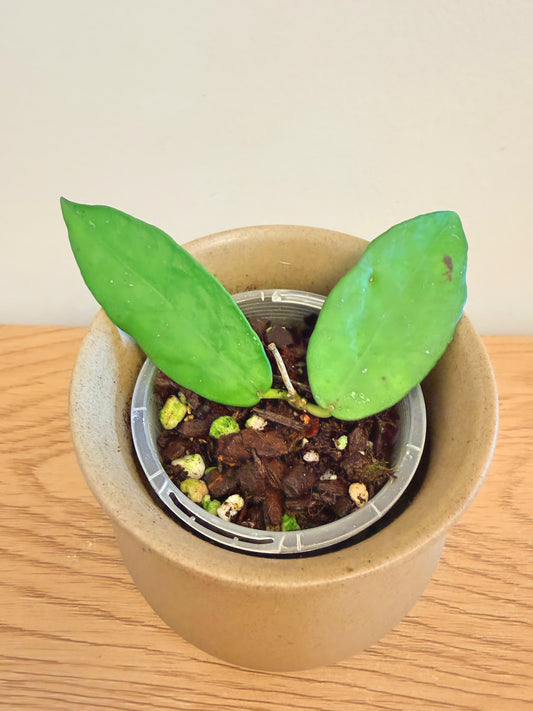 Hoya Scortechinii White