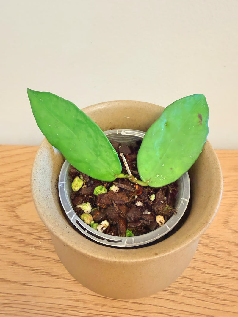Hoya Scortechinii White
