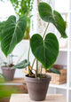 Philodendron Gloriosum Flask