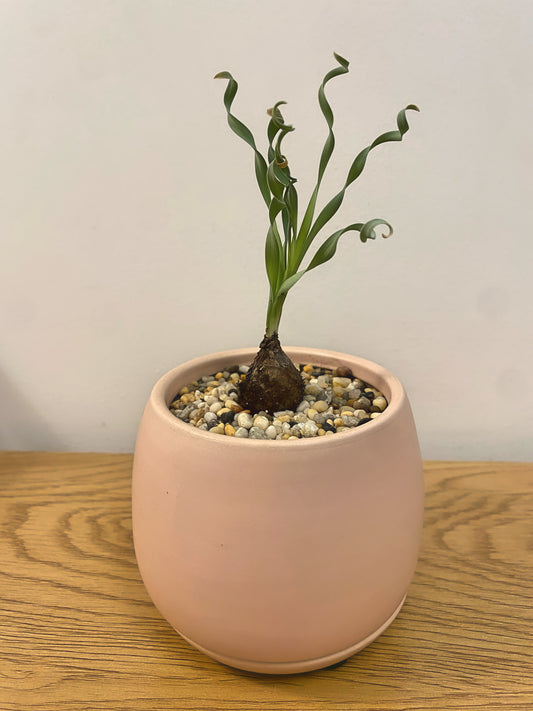 Albuca Concordiana
