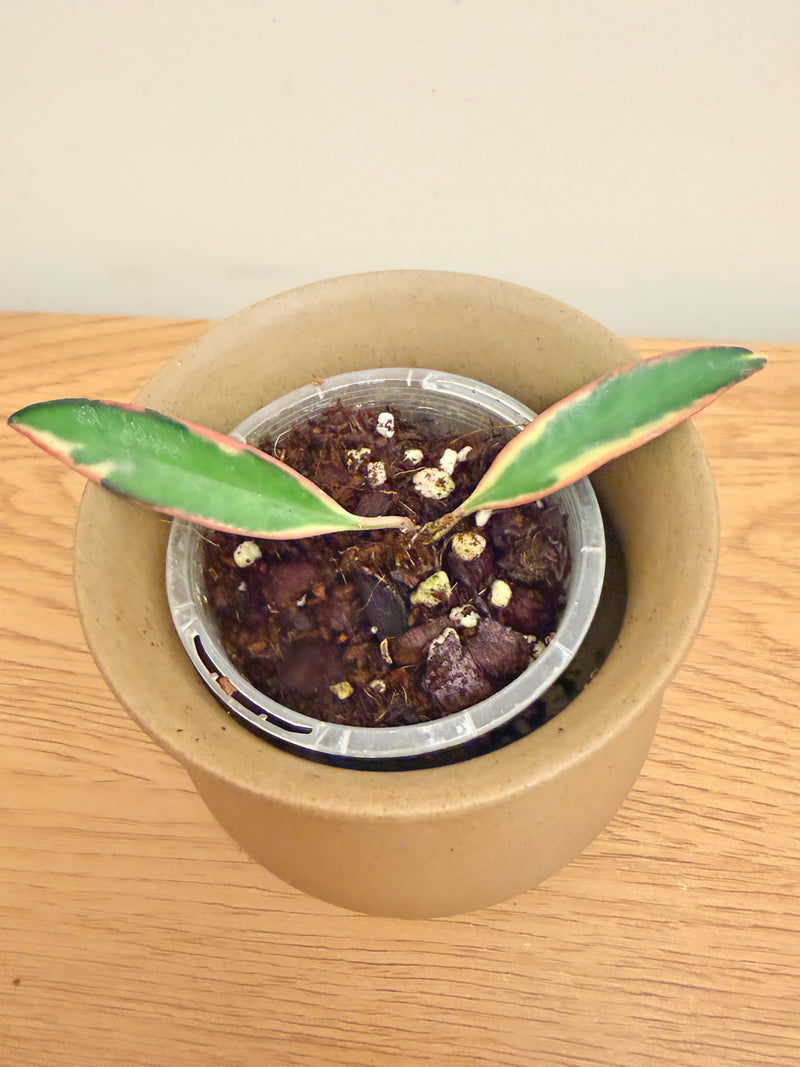 Hoya Wayetii Outer Variegated