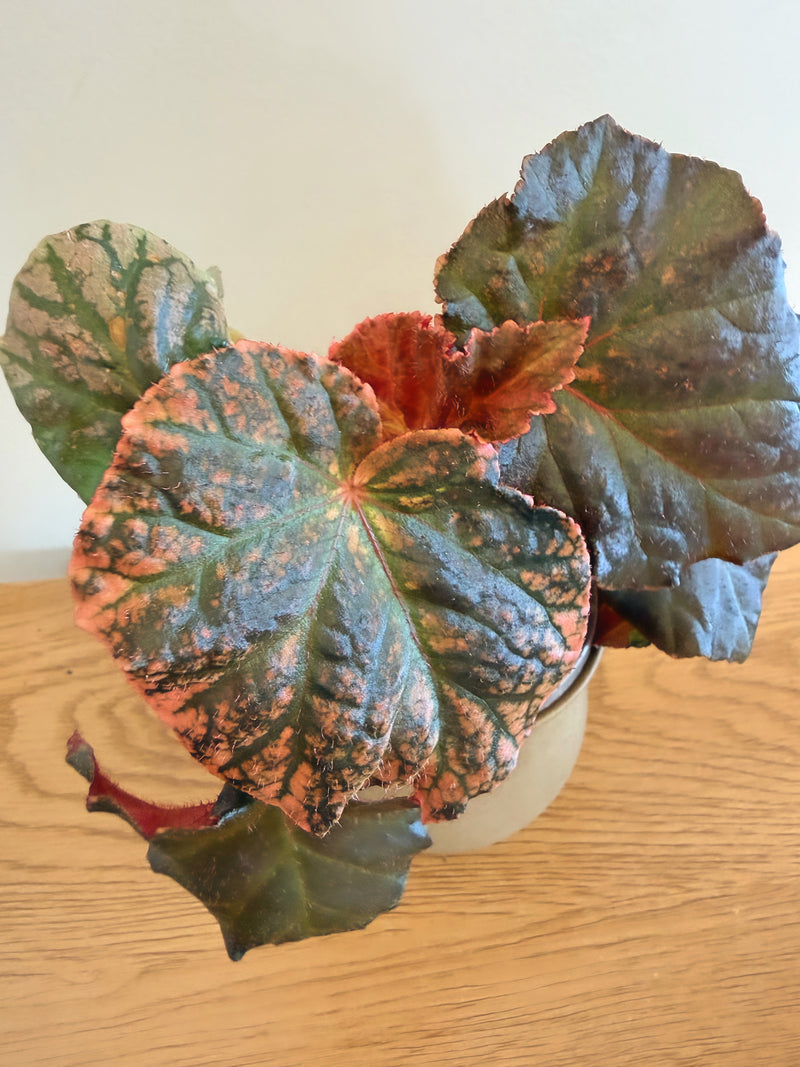 Begonia Midnight Sun
