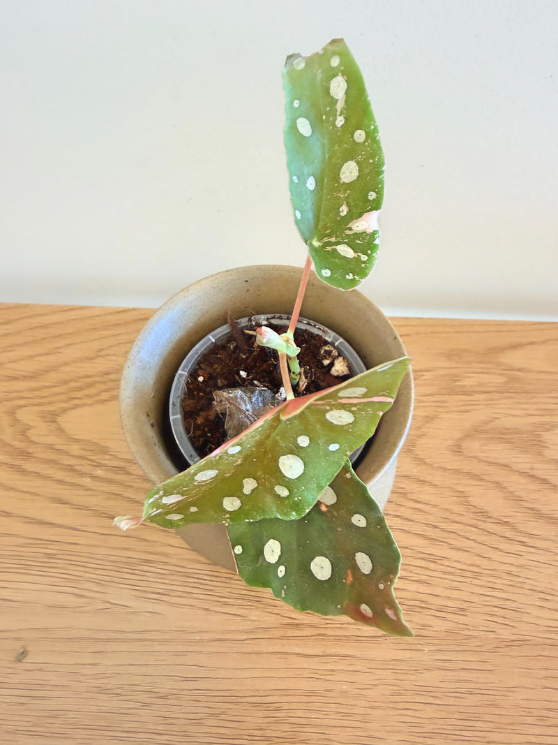 Begonia Maculata Variegated