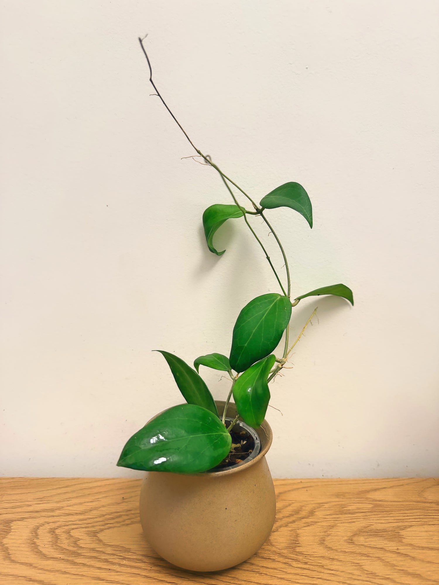 Hoya Custis-Porcelana