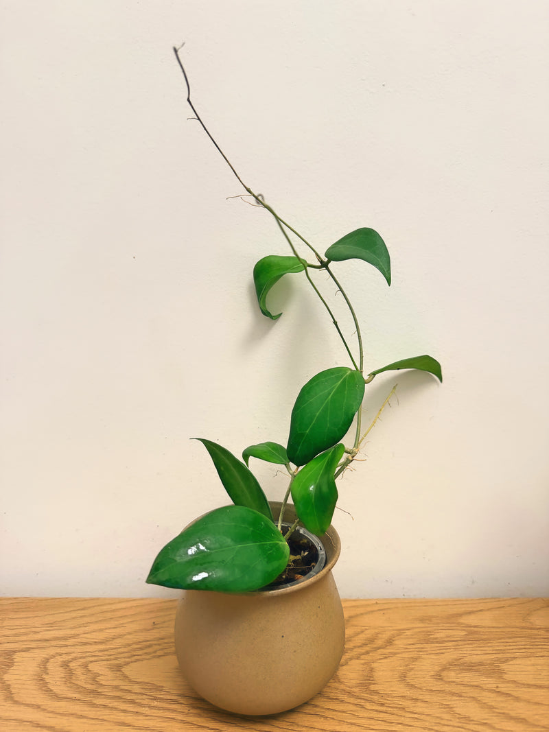 Hoya Custis-Porcelana