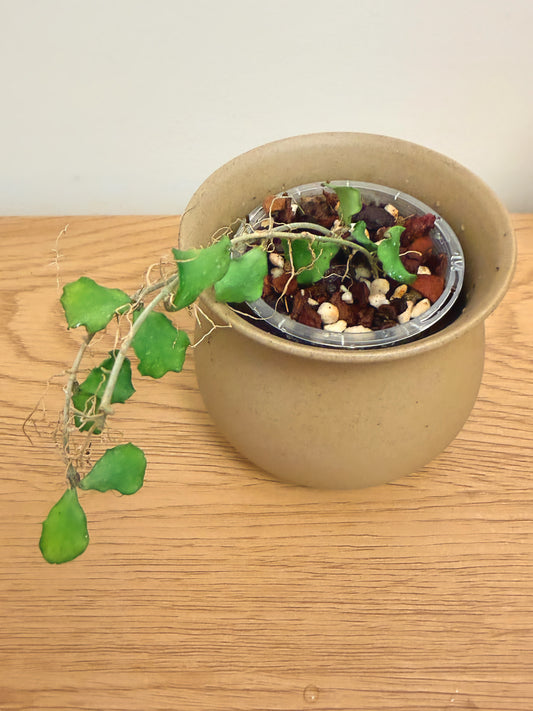 Hoya Kanyakumariana