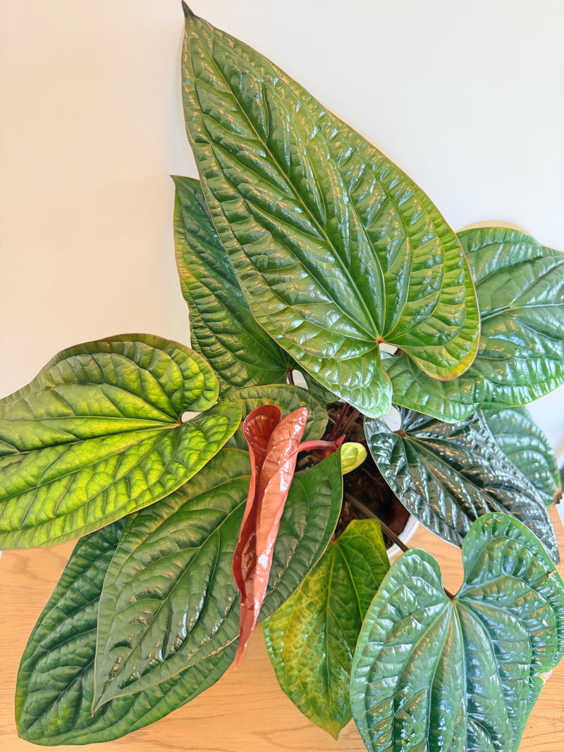 Anthurium Radicans x Luxurians (C)