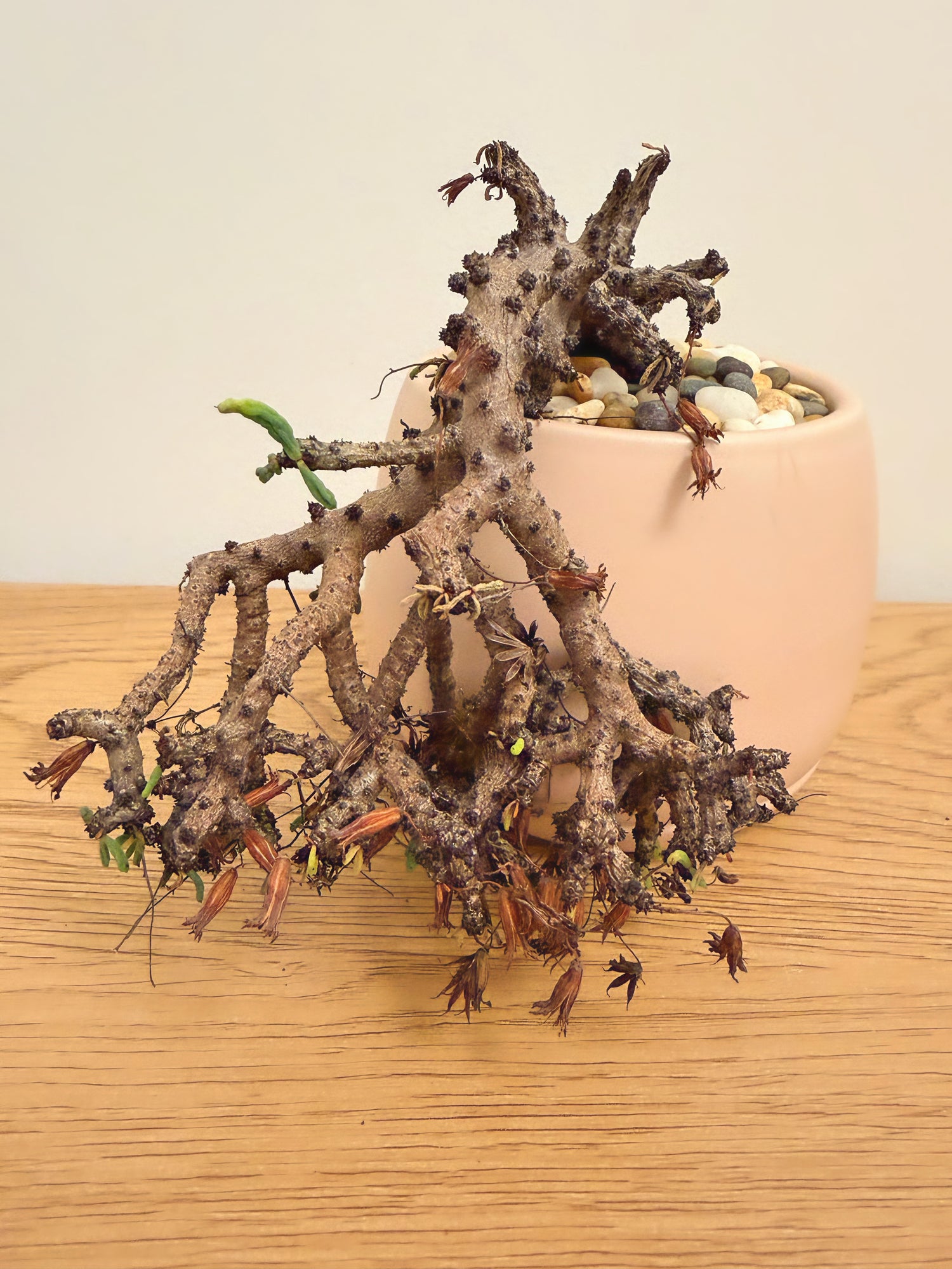 Tylecodon Buchholzianus