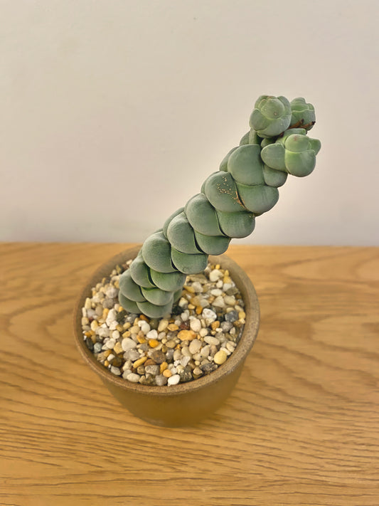 Crassula Arta