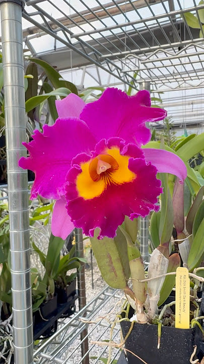 Cattleya (Rlc.) Dick Smith ‘Dark Beauty’