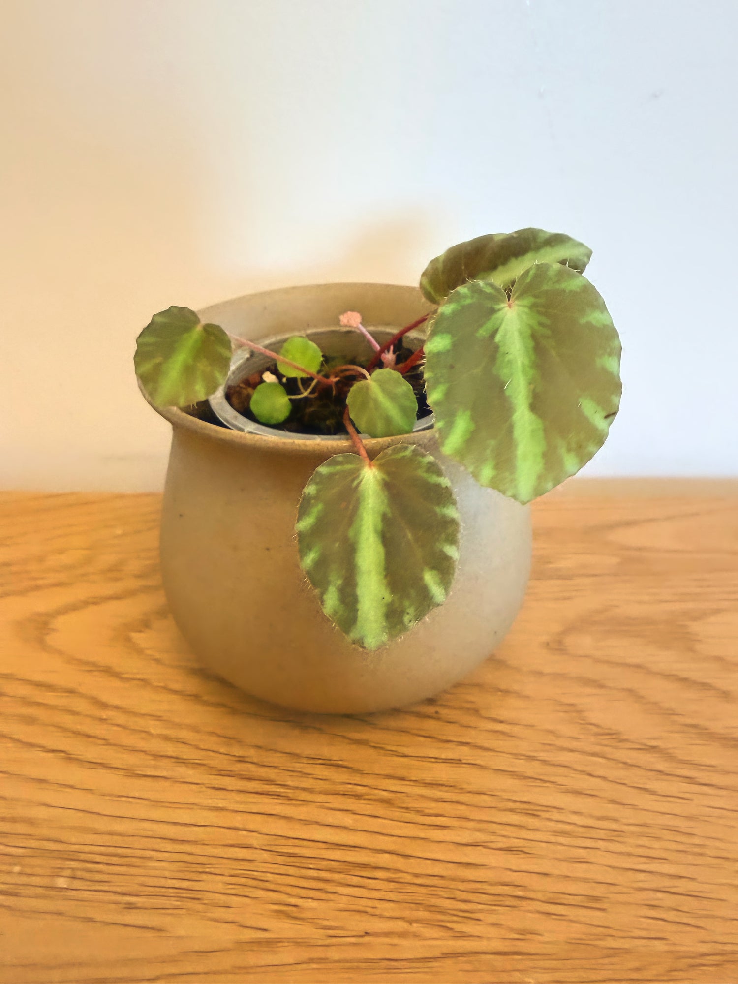 Begonia Cleopatrae