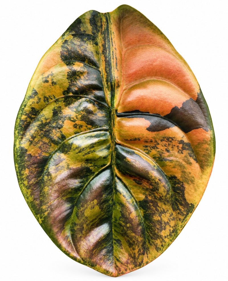 Alocasia Cuprea Caramel Latte