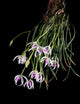 Leptotes Bicolor