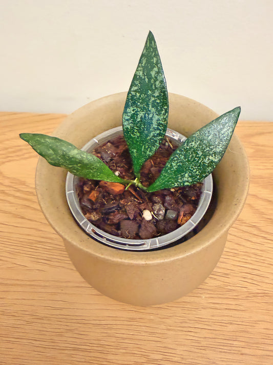 Hoya Parviflora Splash