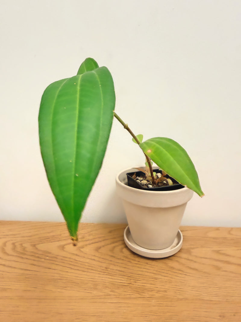 Medinilla Myriantha - Malaysian Orchid (A)