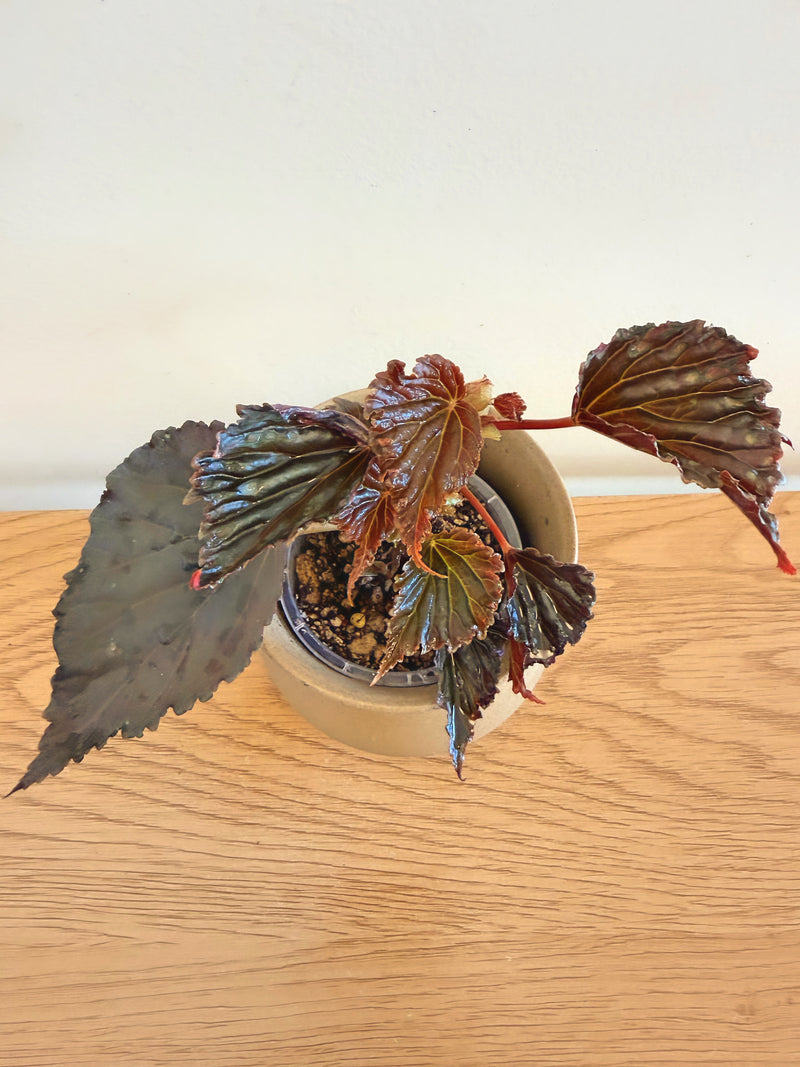 Begonia Mai Dark Devo (B)