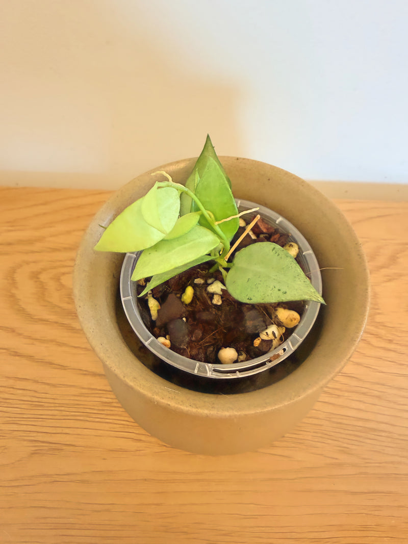 Hoya Lacunosa Louisa Silver