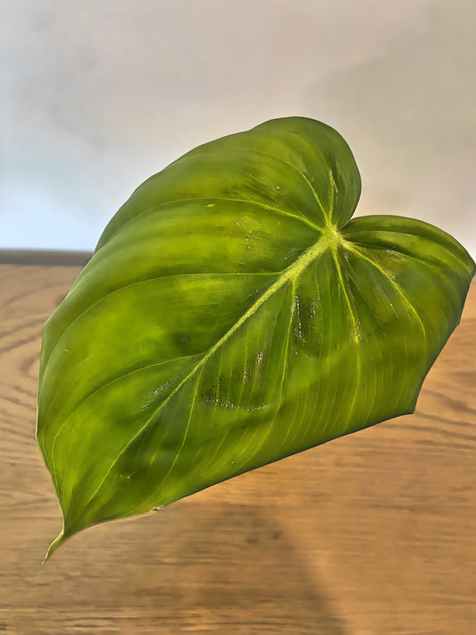 Philodendron Pastazanum