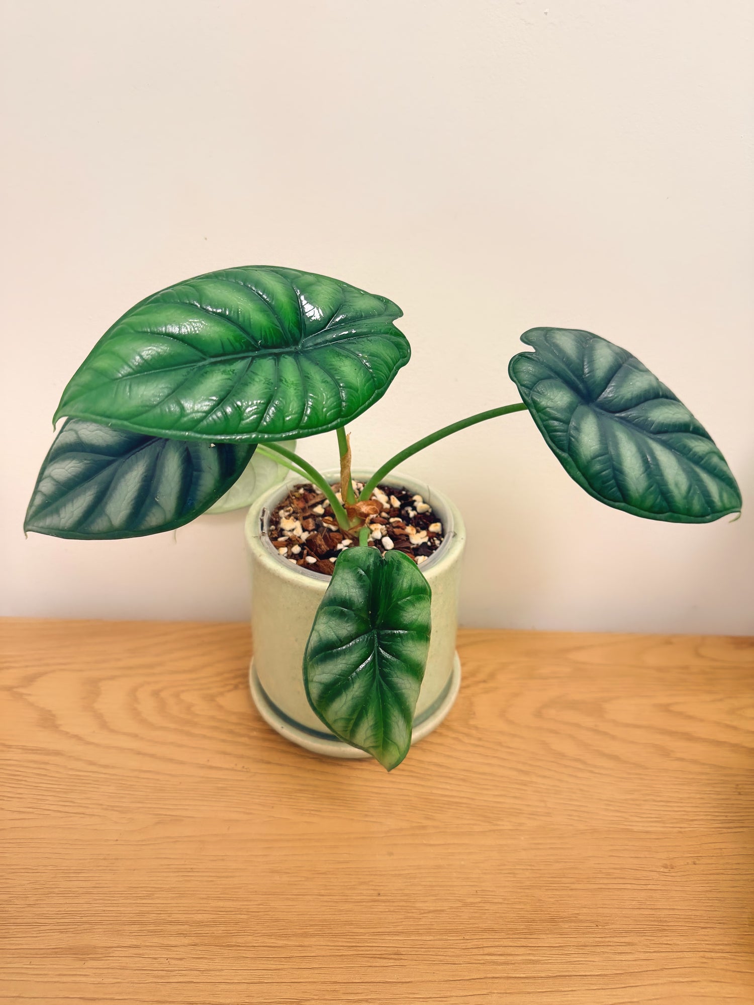 Alocasia Dragon Scale