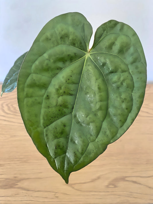 Anthurium Crystallinum x Luxurians