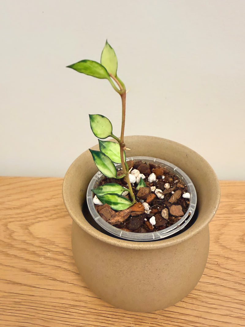 Hoya Lacunosa Variegated