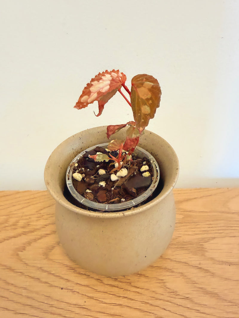 Begonia sp. Kapuas Hulu U679