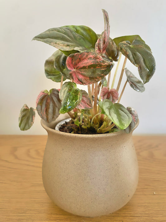 Peperomia Pink Lady