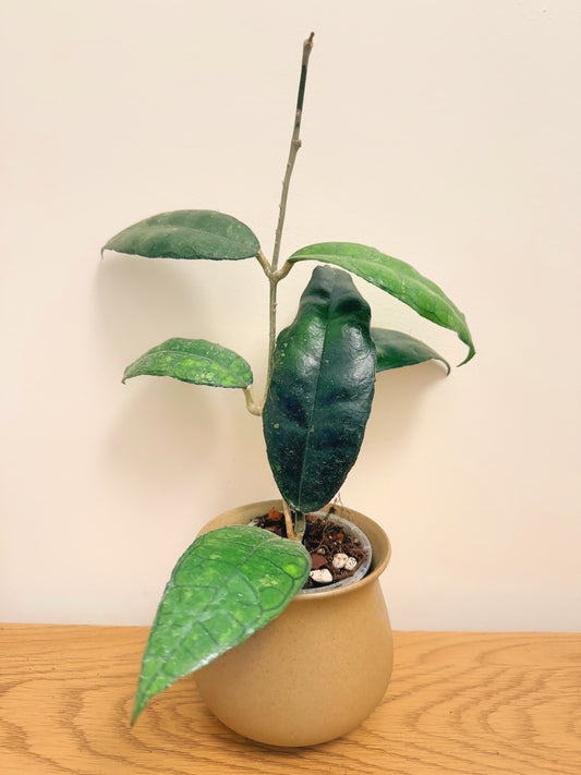 Hoya sp. Nong Nooch