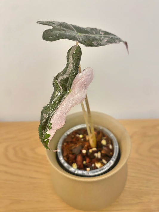 Alocasia Nobilis Pink Variegated