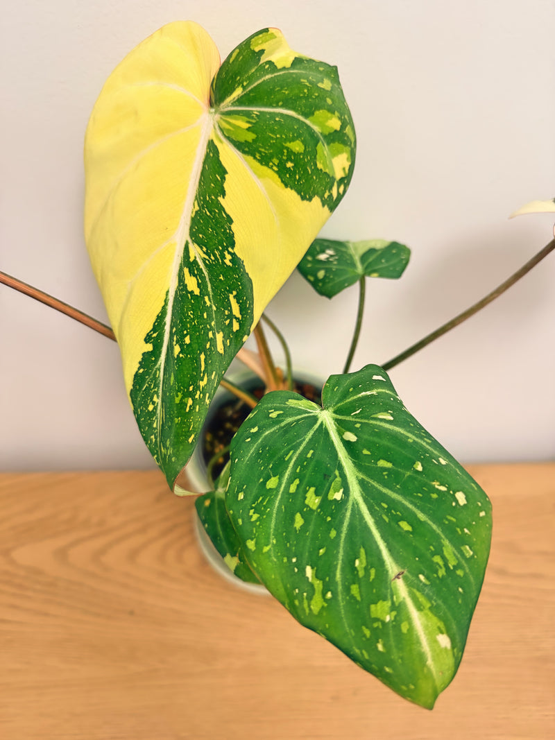 Philodendron Gloriosum Variegated (B)