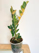 Variegated ZZ Plant (B)